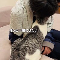 長男くんの胸でフミフミする保護猫