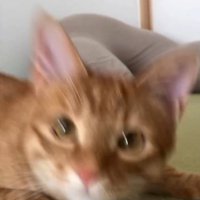 ぶれる猫
