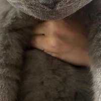 飼い主さんに抱きかかえられている猫Part2