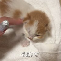 なでられる子猫