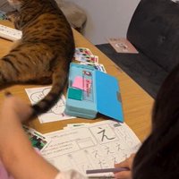 宿題をしている子どもと目の前で横になっている猫