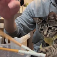 箸に手を伸ばす猫