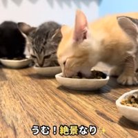 うむ！絶景なり
