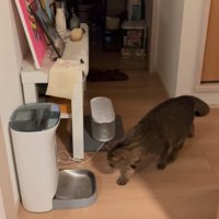 自動給餌器へ向かう猫