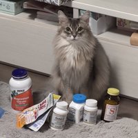 座っている猫とサプリメント