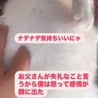 寝そべっている猫の体を撫でる男性