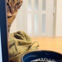 ママさんの麦茶を見つめるキジトラ猫