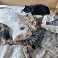 寝そべっている白猫の首に前足を伸ばすキジトラ猫