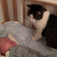 赤ちゃんを見つめる猫
