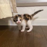 尻尾を立てているミケ子猫