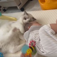 室内にいる猫と赤ちゃん