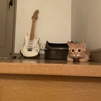 身構える子猫