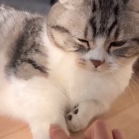 猫の前足に指を乗せる女性