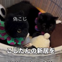 ぬいぐるみ入れに入った猫