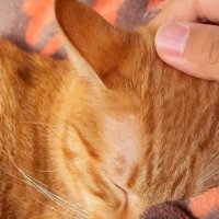 なでられて寝ている茶トラ猫