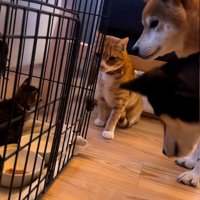 子猫を見ている犬と猫