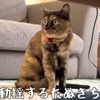 テーブルの下にいる猫