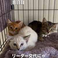 2頭の子猫の間に座る白い子猫