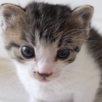 座っている子猫
