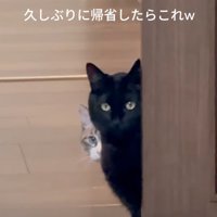 ドアから覗き込む猫たち