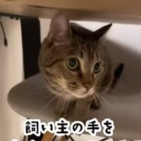 机の下で椅子に座っている猫