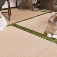 2匹の猫