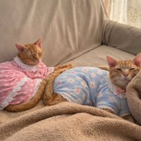 服を着た猫2匹