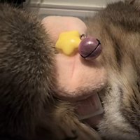 横になっている子猫