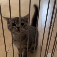 片足を上げる子猫