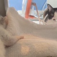 キャリーをのぞく先住猫2