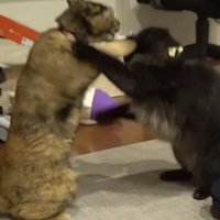 ケンカする猫たち