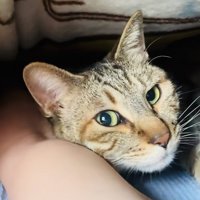 寝起きのキジトラ猫