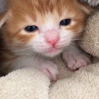 毛布に前足を置きながら正面を見るむぎくん