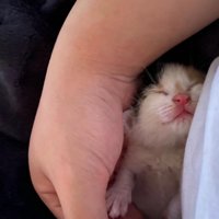 手の中で眠る子猫