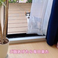 窓の外から家の中を覗くレースカーテンに隠れた猫