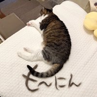 猫の足と抜け毛で作られた「も〜にん」の文字