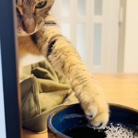 ママさんの麦茶に手を伸ばすキジトラ猫