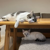 テーブルの上と下にいる猫たち