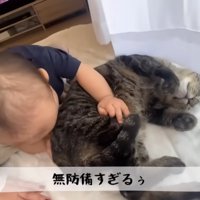 猫をなでている赤ちゃん