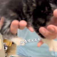 軽く暴れる子猫