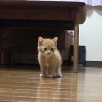 茶トラちゃん