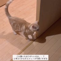 前を見ている猫