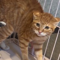 背中を丸める茶トラ猫