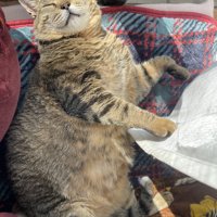 気持ちよさそうな猫