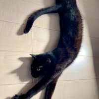 日向ぼっこ中にのびる黒猫