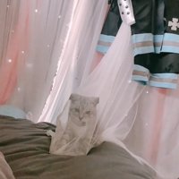 カーテン越しに見つめる子猫