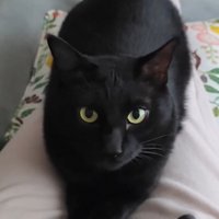 ひざに乗って人を見つめる猫