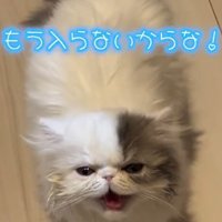 耳を寝かせ口を開ける猫