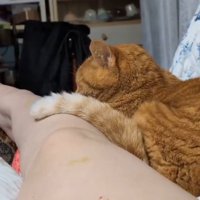 飼い主の足の上にしっぽを乗せる猫