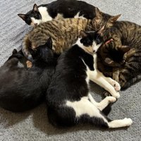 くっついている猫たち